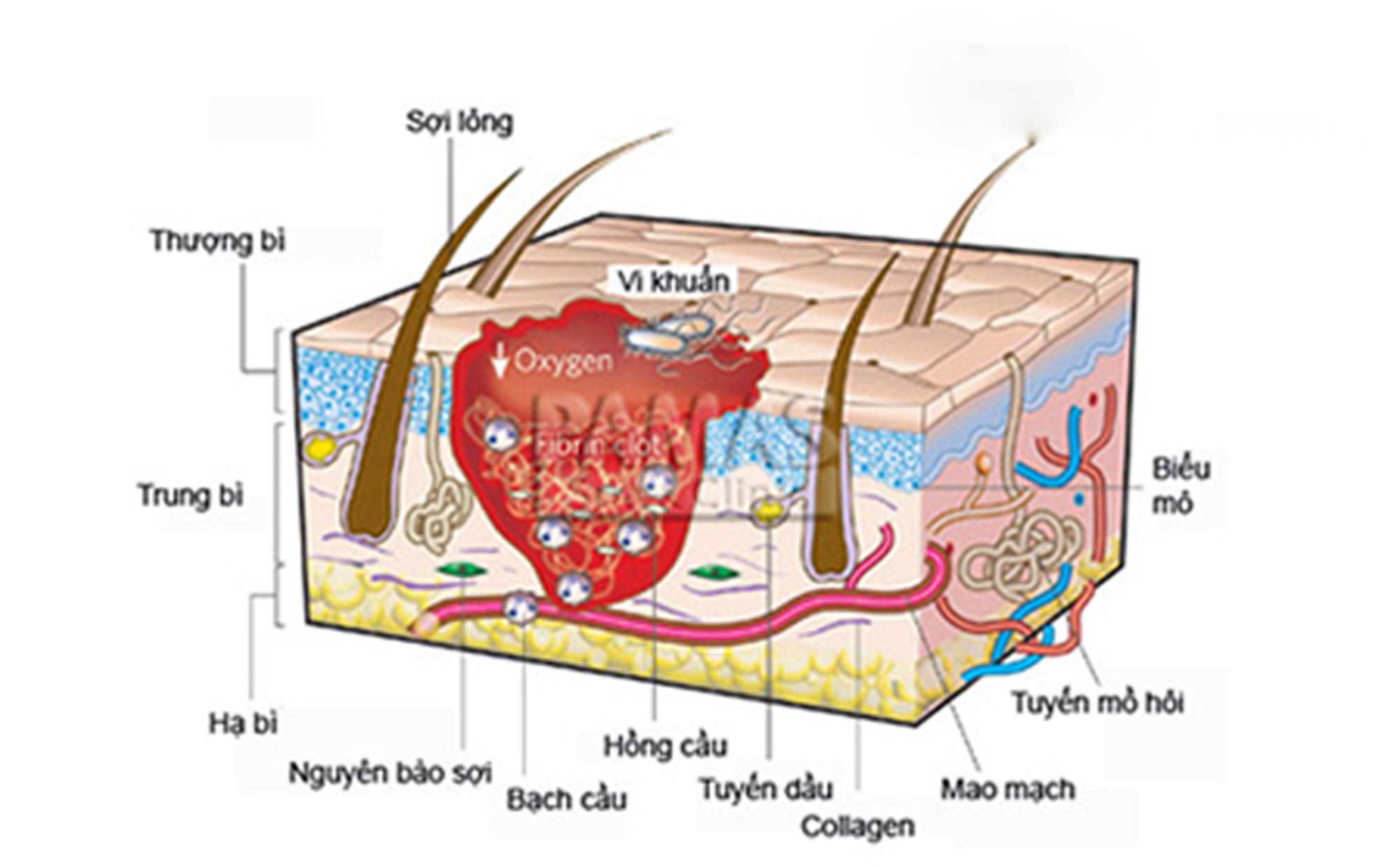 Nguyên tắc triệt lông vĩnh viễn là tác động lên cấu trúc da